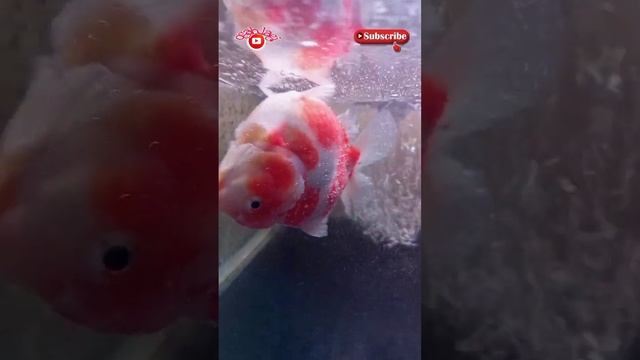 Ikan berenang terbalik/Swim Bladder || jangan panic. #penyakitikan #swimbladder #goldfishindonesia смотреть онлайн