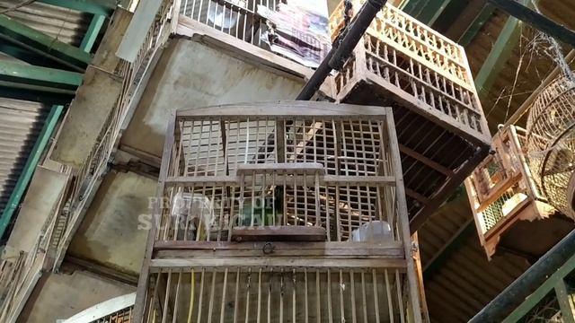 banting harga burung menjelang puasa!! kios skj pasbur pramuka смотреть онлайн