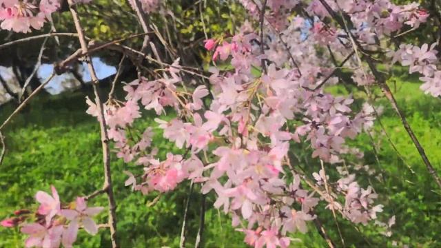 🌺🌺🌺 Дендрарий Сочи‼️Цветение сакуры‼️Апрель 2024‼️🌺🌺🌺 #цветы #красивыецветы #сочи2024 #дендрарий202