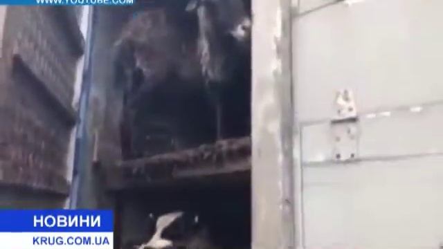Общественники выступили в защиту животных