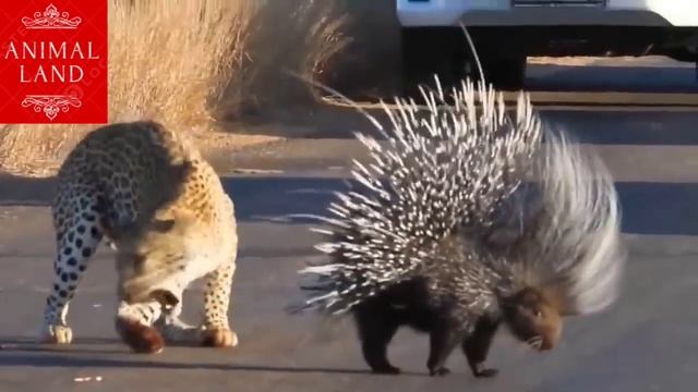 A tragic scene of a leopard wanting to prey on a hedgehog, and the end was tragic смотреть онлайн
