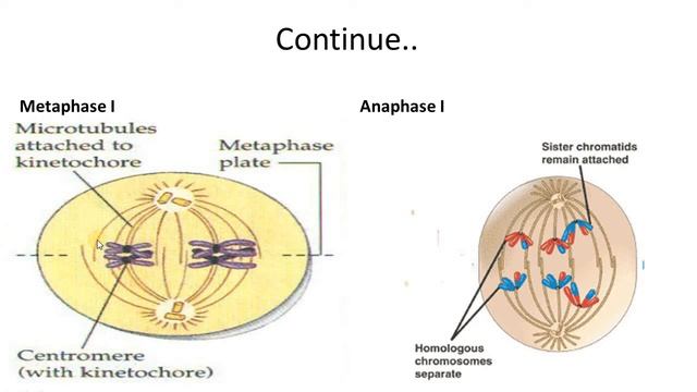 Principles of animal life II ( lecture 3) смотреть онлайн