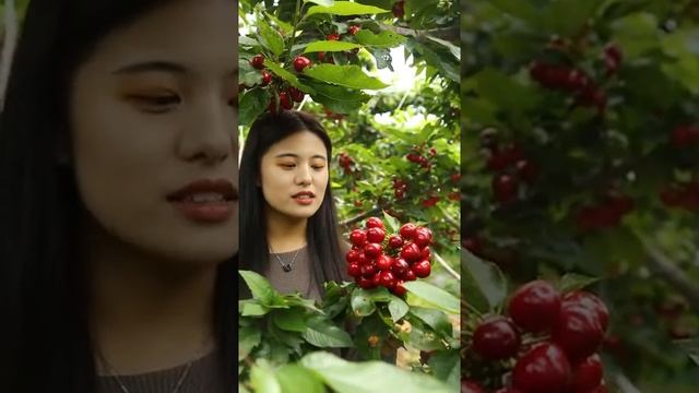natural fruit in her farm so delicious for Chinese people смотреть онлайн