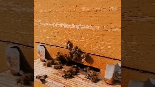День на пасеке🐝