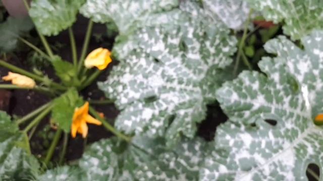 Сделайте это на Ваших кабачках ,если......