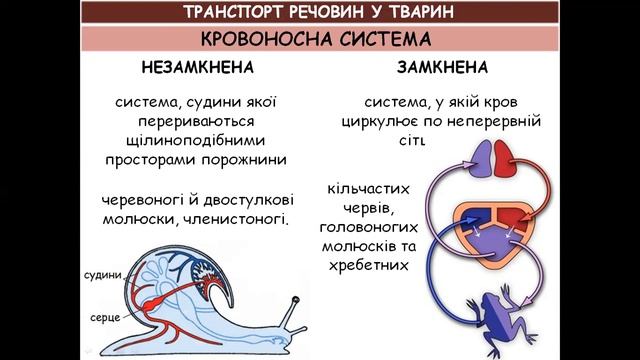 ТРАНСПОРТ РЕЧОВИН У ТВАРИН смотреть онлайн