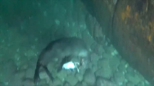 Swimming With Sea Lions Feb 6, 2019