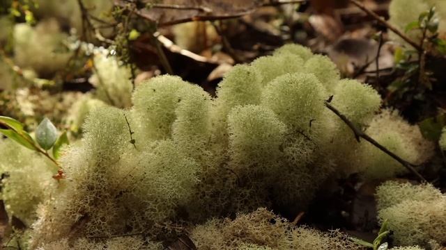 Colombia's Forests of Mist - Protecting the hidden life of Guanacas смотреть онлайн