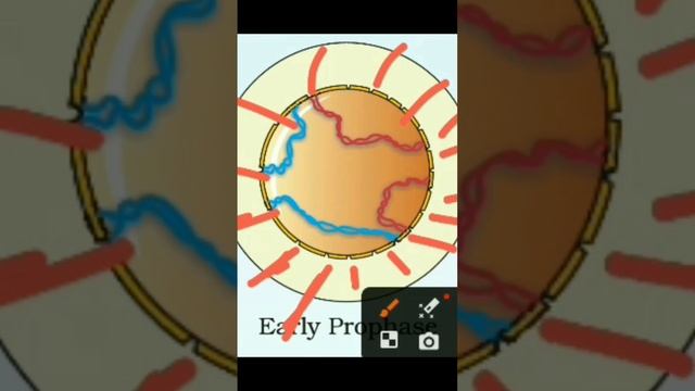 Unlocking The Mysteries: Early And Late Prophase Explained