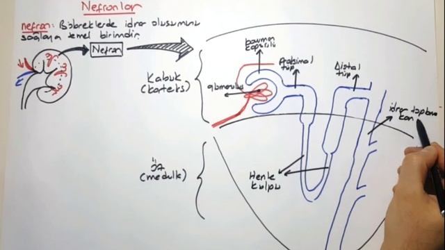 Nefron yapısı смотреть онлайн