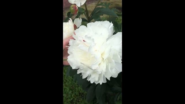 Пробуждение ведьмы