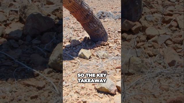 Genetic Variation Of Copiapoa Cacti In The Field 🤓