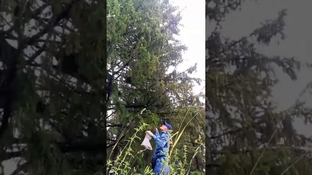 Польза еловых шишек смотреть онлайн