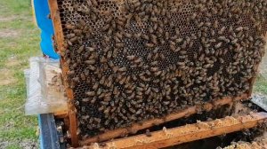 Отцовские семьи 2024 год