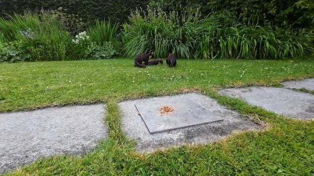Pine Marten Cubs Visiting Our Garden