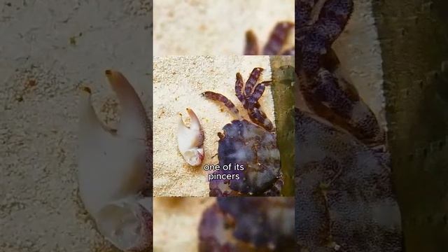 Crab with broken leg gets a new lease on life #crab #animals #edit #rescue #amazing смотреть онлайн