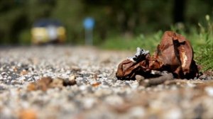 Global environmental problems HD