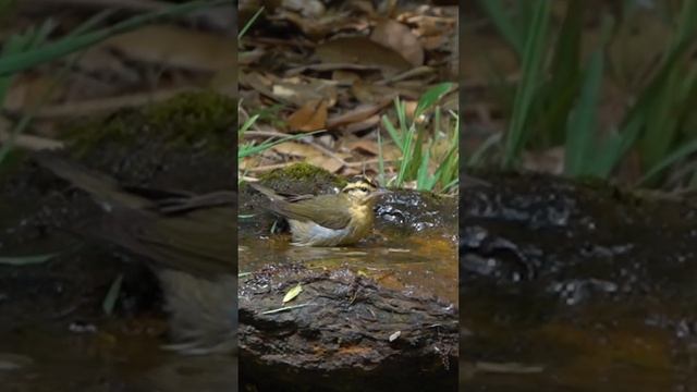 Worm-eating Warbler With A Surprise Guest