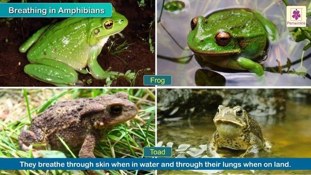 The Magnificent Animal Kingdom | Science For Kids | Grade 5 | Periwinkle смотреть онлайн