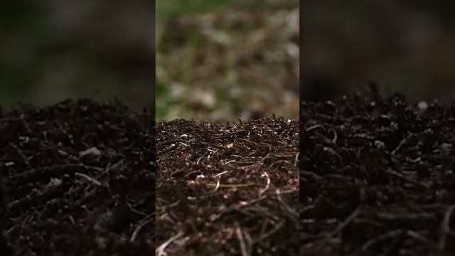 Муравьиное ПВО