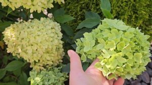 Обзор новинки среди метельчатых гортензий. LITTLE APPLE / Литтл Эппл. 1 августа 2024