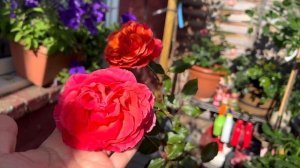 Обзор розы Copper Lights. Розы в саду. Розы в горшках. Как цветут розы. Новозеландская роза.