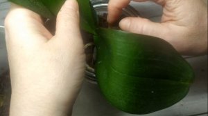 🌾Укоренение Детки Орхидеи в СТЕКЛЯННОЙ БАНКЕ 🌾Первый опыт 🌾Закрытая посадка орхидеи