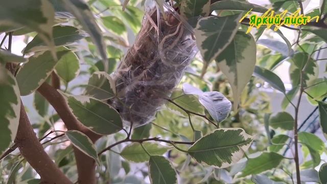 ФИКУС: размножение воздушной отводкой. Как укоренить толстую ветку / ствол смотреть онлайн