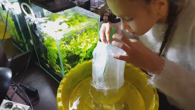 Креветки сакура смотреть онлайн