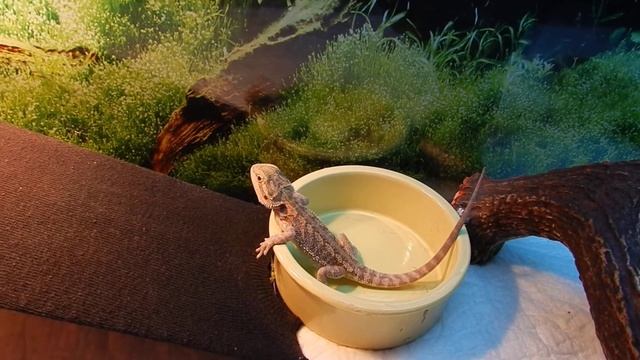 Тотти бородатая агама