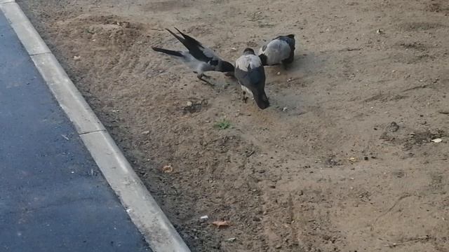 Молодые и взрослые вороны дружно едят мясо \ Young and adult crows eat meat peacefully смотреть онлайн