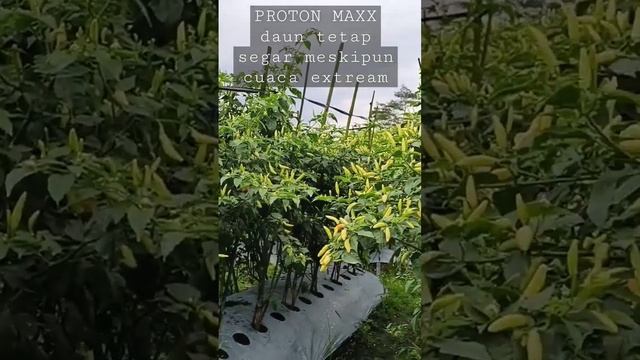 nutrisi penyegar tanaman saat cuaca kemarau#cabai смотреть онлайн