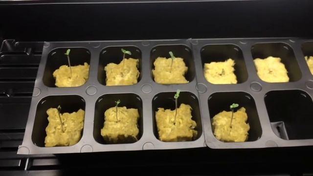 DWC BEGINNER UPDATE #1 смотреть онлайн