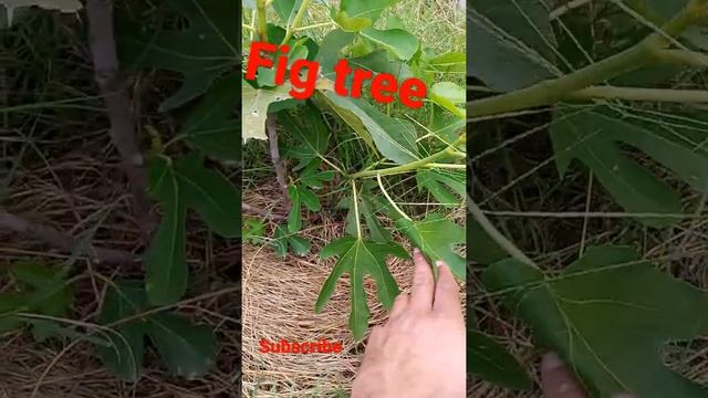 VEGETATIVE GROWTH OF Fig Tree  Pqnk Method Adopted#ptubegarden #gardening #pqnk