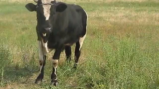 Диалог с бычком ! Интернет-звезда!! смотреть онлайн