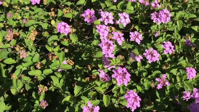 Lantana Montevidensis | Purple Lantana | Trailing Lantana | Weeping Lantana смотреть онлайн