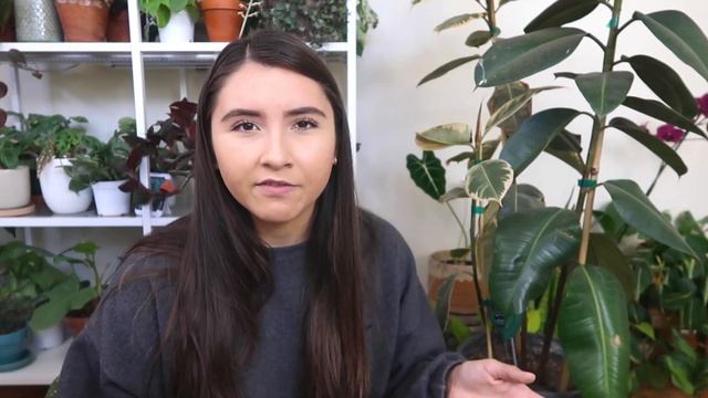 How To Use A Moisture Meter For Plants | Keeping My Plants Alive!