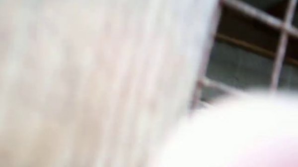 Заяц руссак в неволе