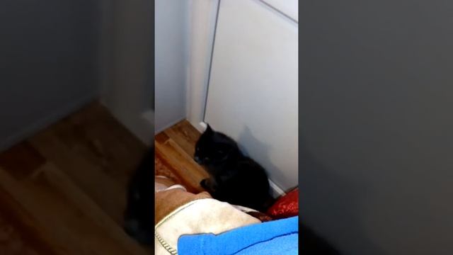 Кот и диалог с другом! смотреть онлайн