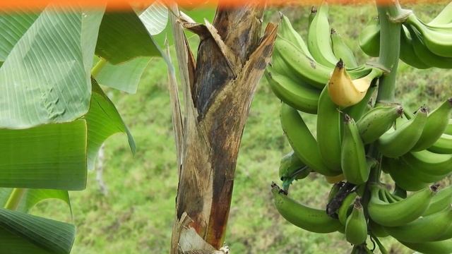 The Tasty and Healthy Bananas for All Cure High Source of Potassium & Vitamins смотреть онлайн