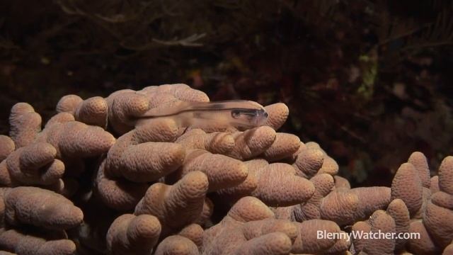 Cool Fish Video: Pearlfish - Blennywatcher.com смотреть онлайн