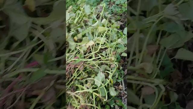 Батат из леса 🙂