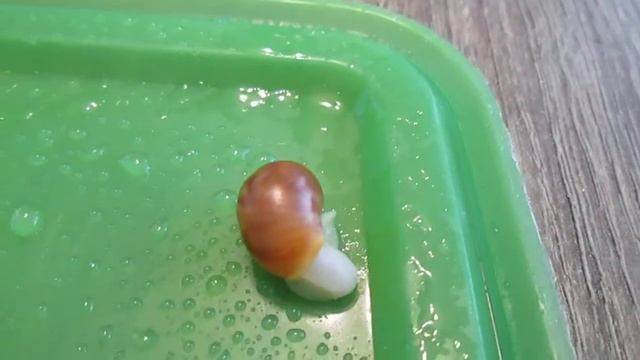 Маленькие архахатины смотреть онлайн