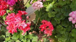 #769. Обзор по сортам пеларгоний. Мои фавориты среди зонартиков