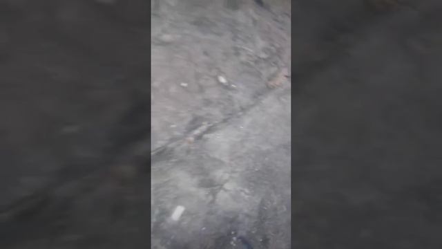 ANIMAIS AO NOSSO REDOR смотреть онлайн