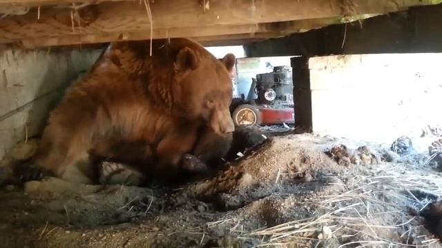 Мишкины шишки