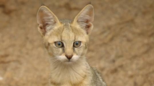 Камышовый кот.