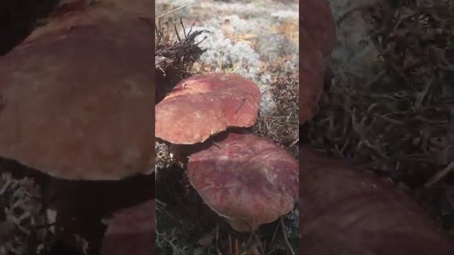 Белые грибы.Тихая охота.Боровики.
