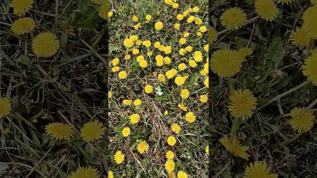 одуванчики смотреть онлайн