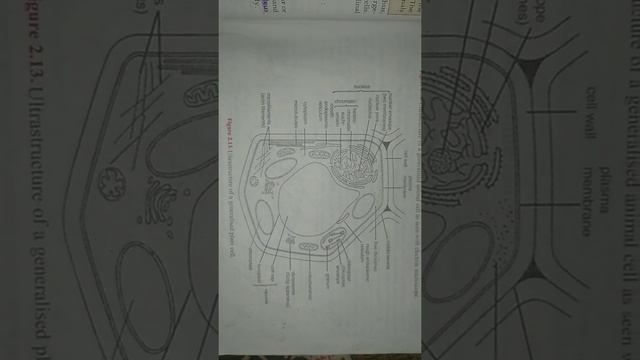 Ultrastructure Of A Generalised Plant Cell
